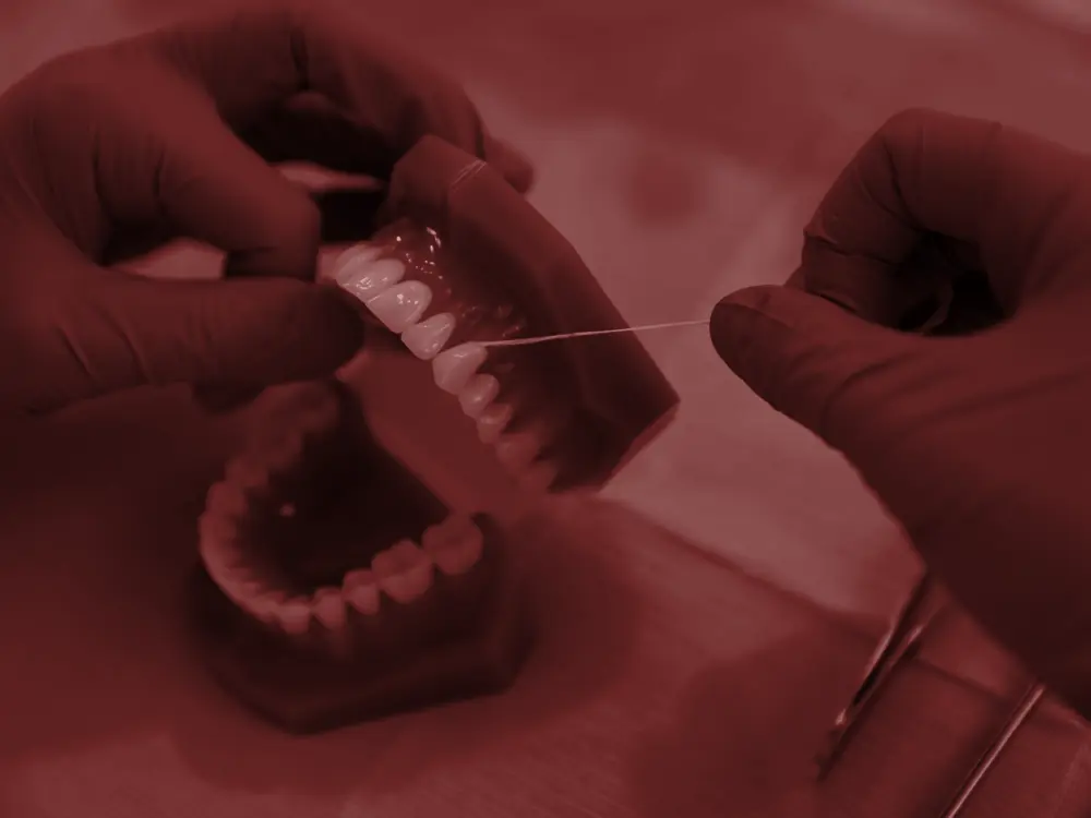 Gloved hands flossing between the teeth of a dental model