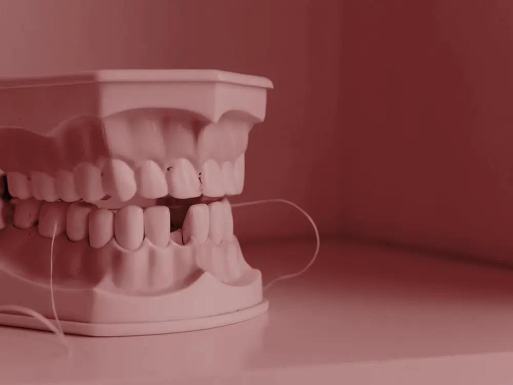 Model of the teeth on a white shelf