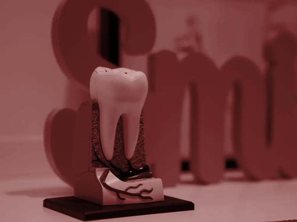 Model showing the inside of a tooth and its root