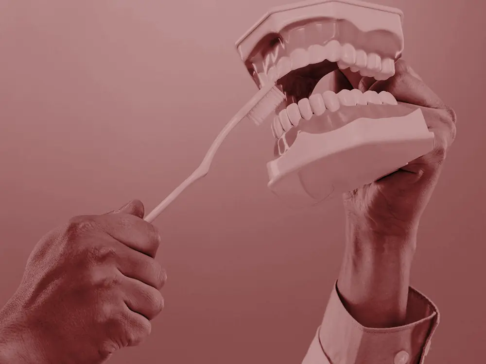 Toothbrush being used on a model of the teeth to show brushing